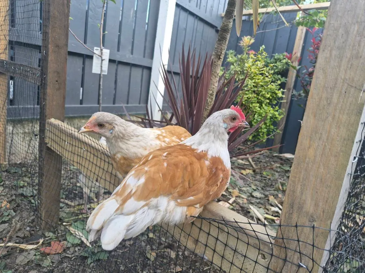 Chickens/roosters - Image 1