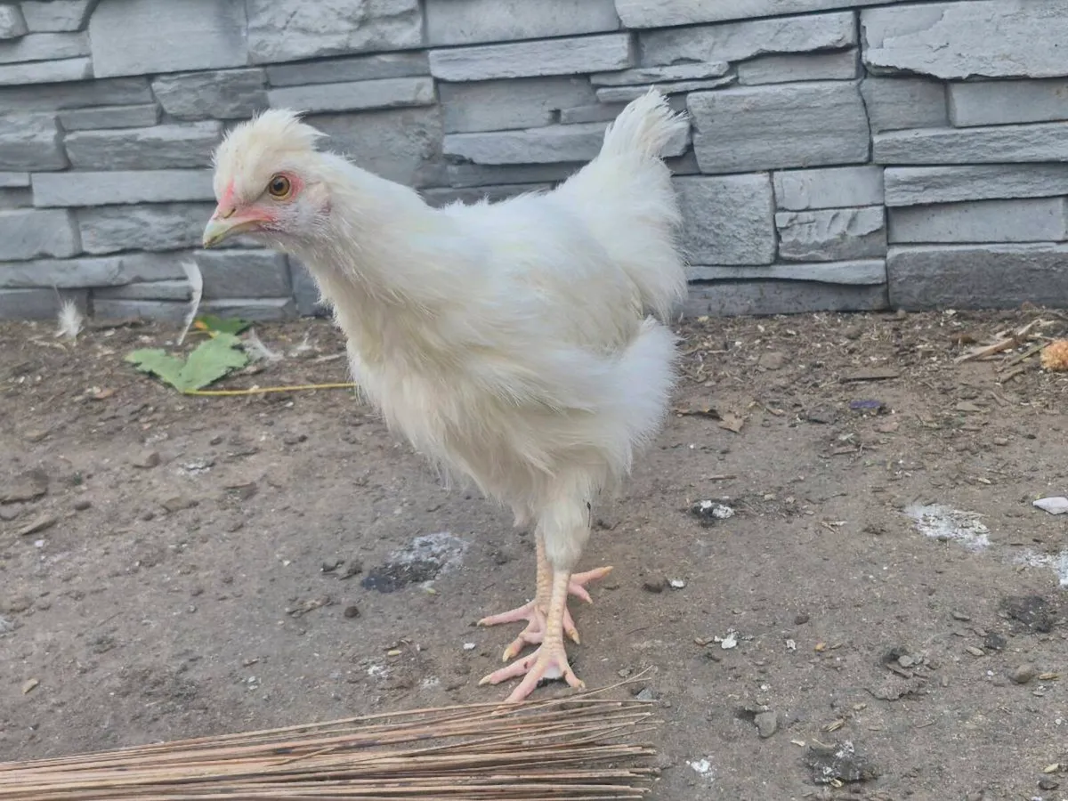 Chickens/roosters - Image 3