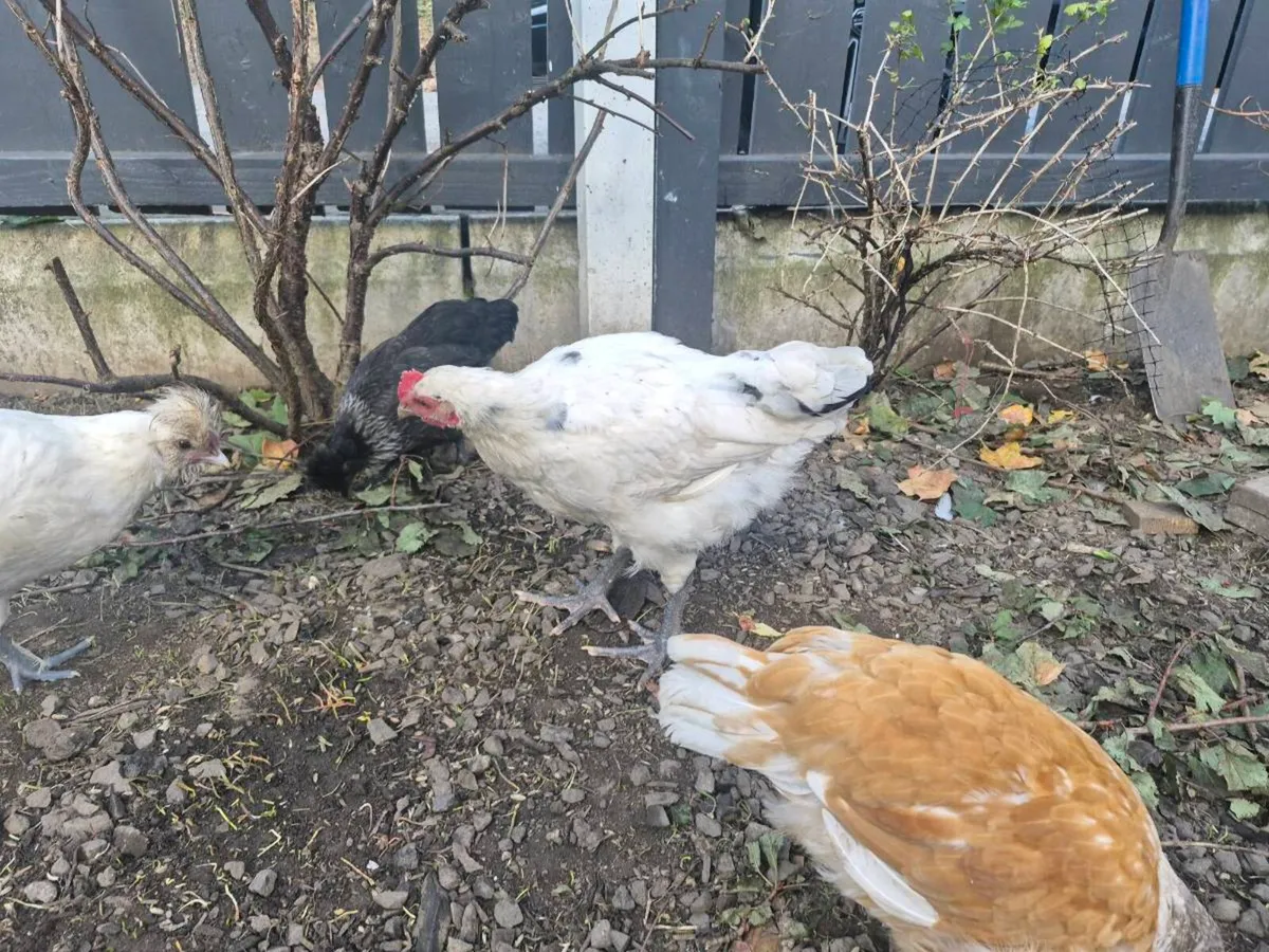 Chickens/roosters - Image 2