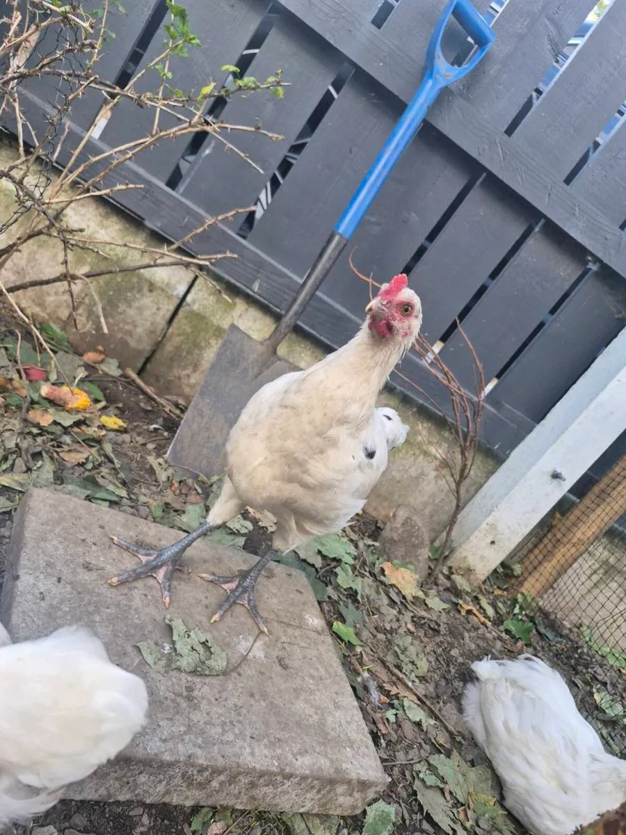 Chickens/roosters - Image 4