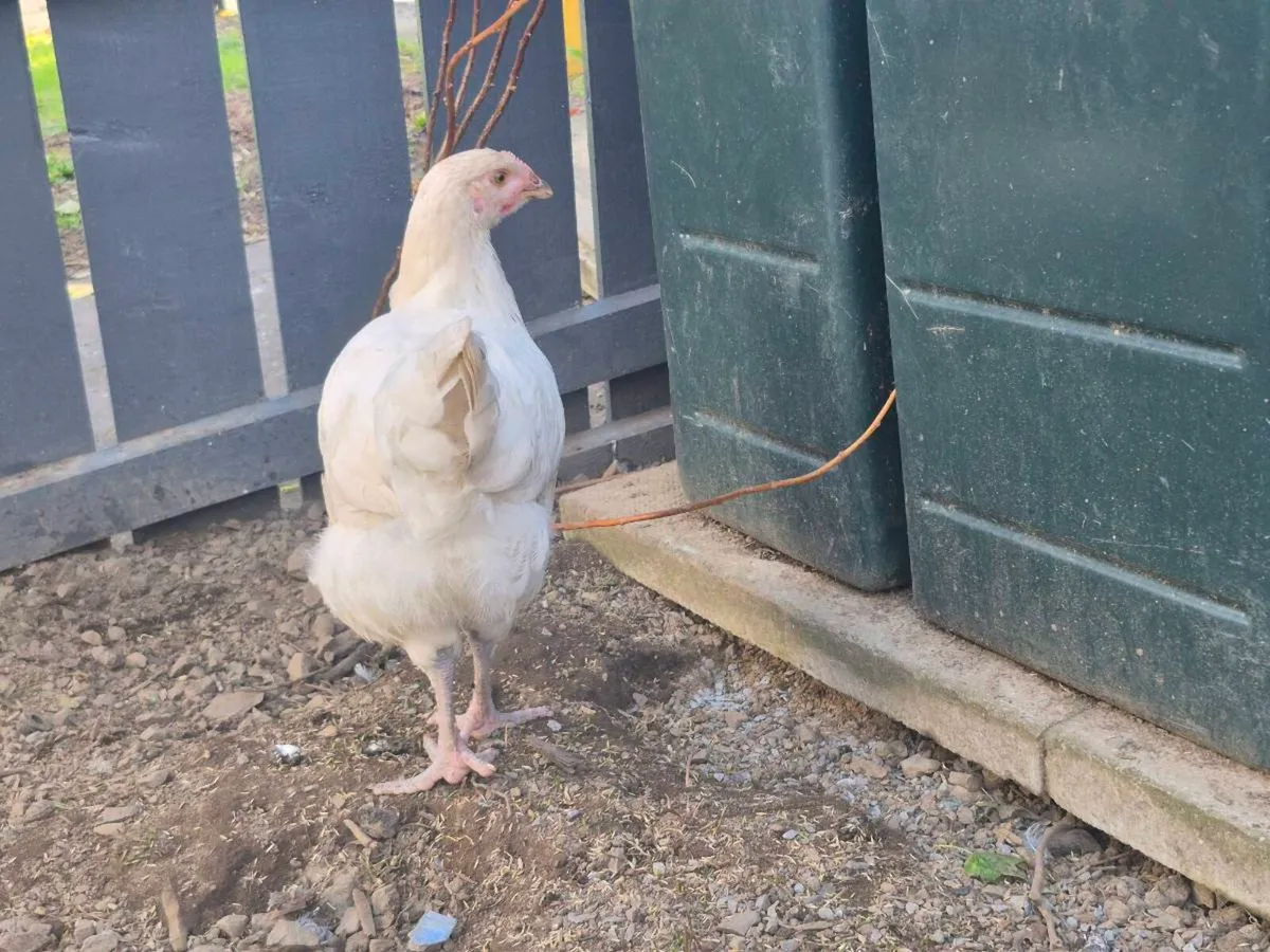 Chickens/roosters - Image 4