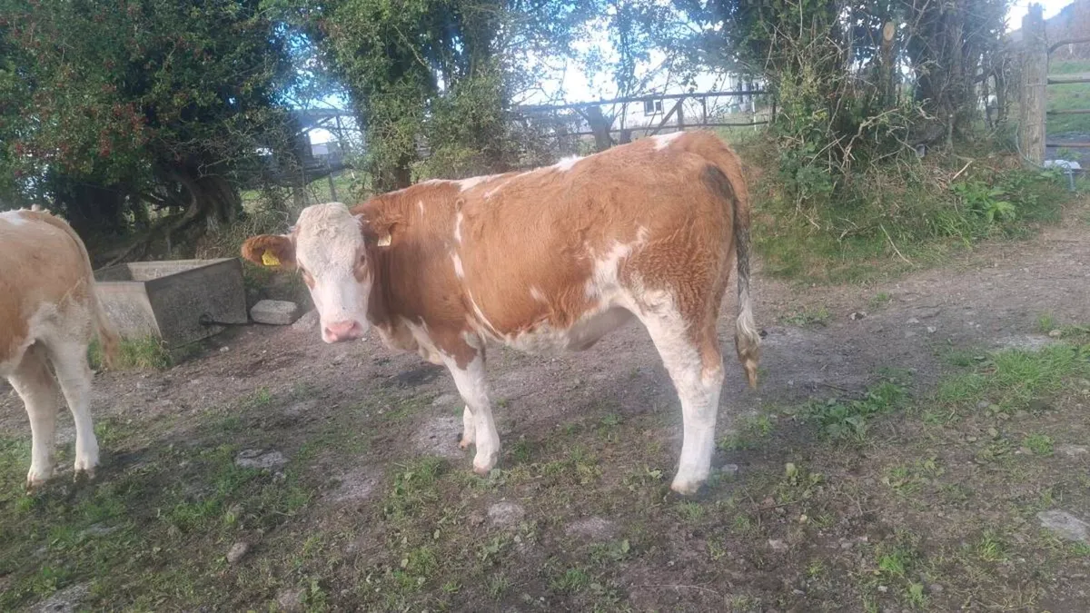 Simmental Heifers - Image 2