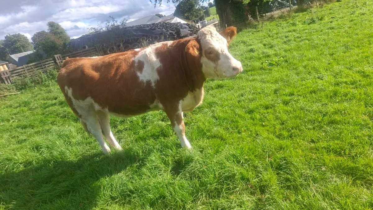 Simmental Heifers - Image 3