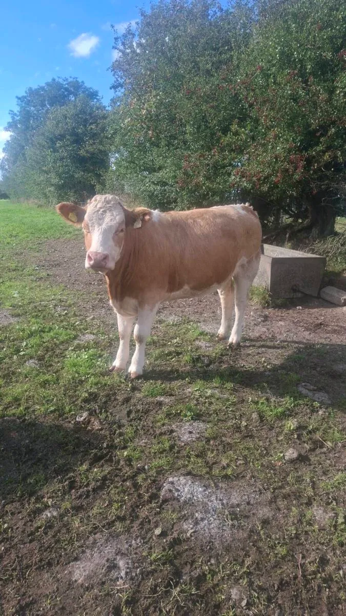 Simmental Heifers - Image 1