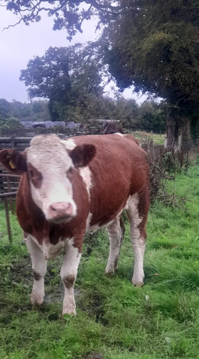 Simmental Heifers - Image 4