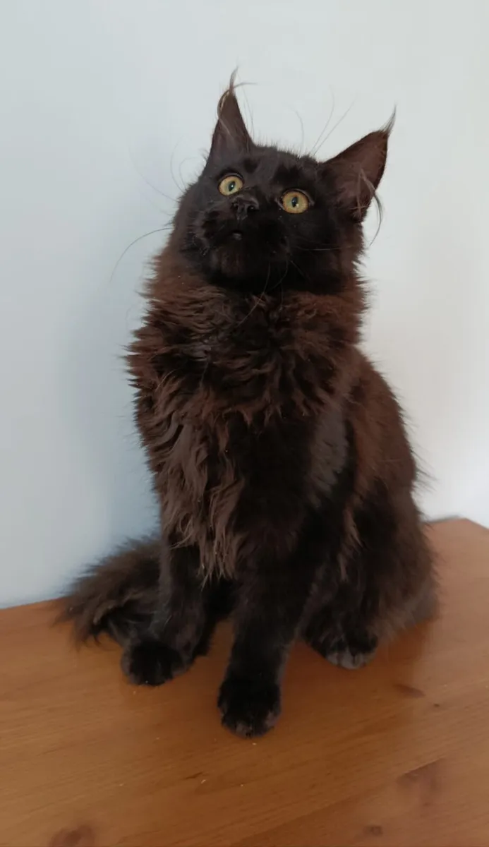 Maine coon kittens - Image 2