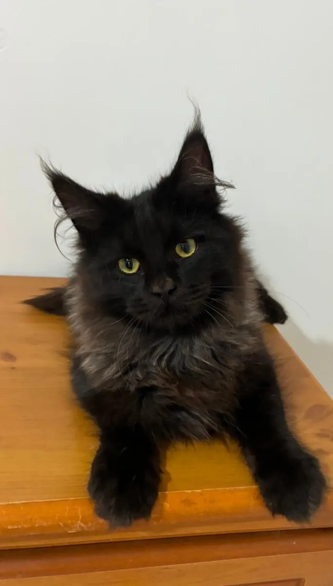 Maine coon kittens - Image 3