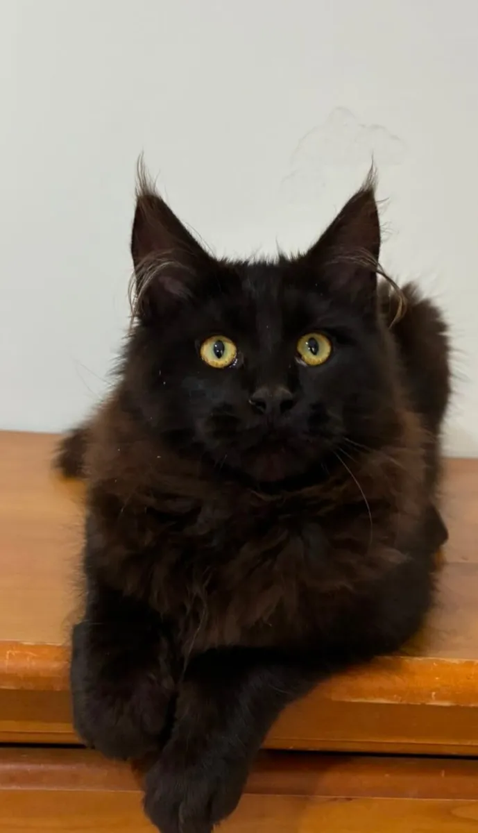 Maine coon kittens - Image 1