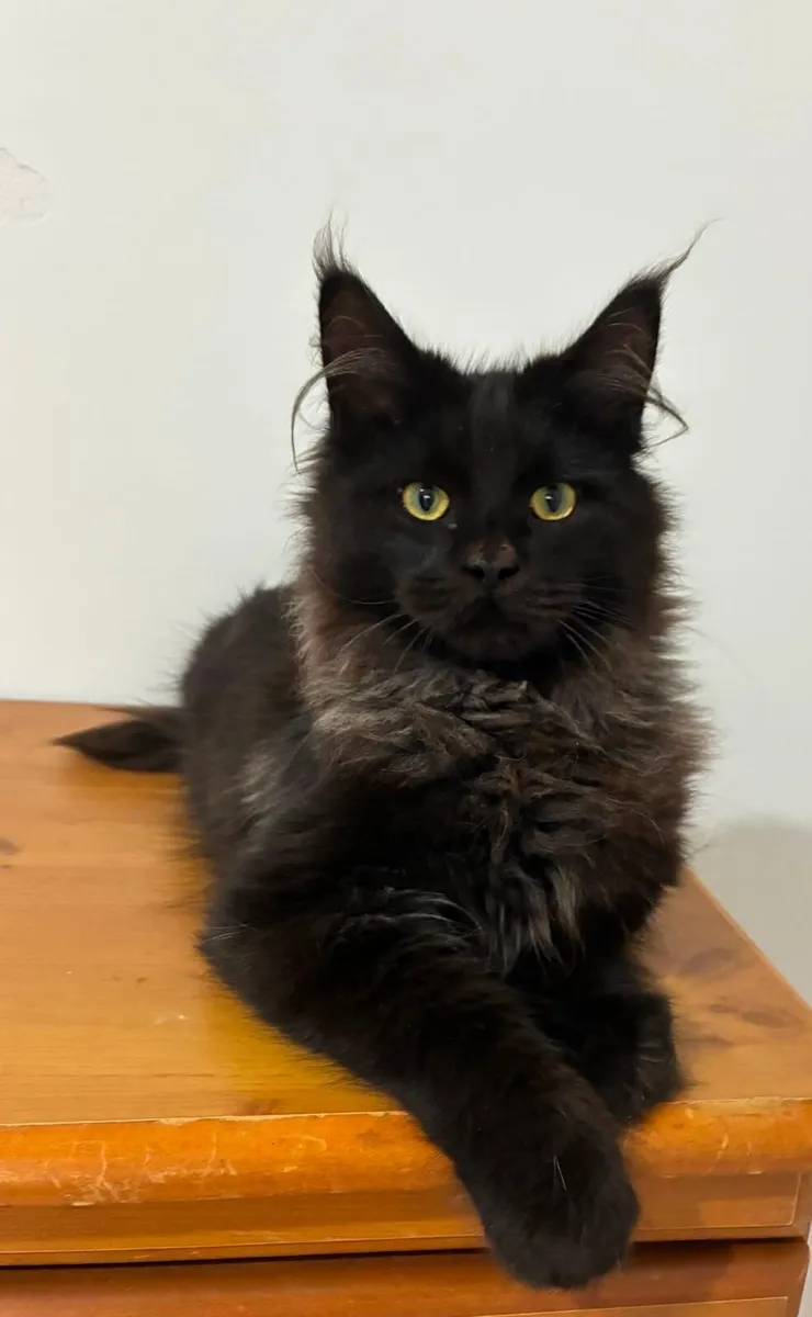 Maine coon kittens - Image 4