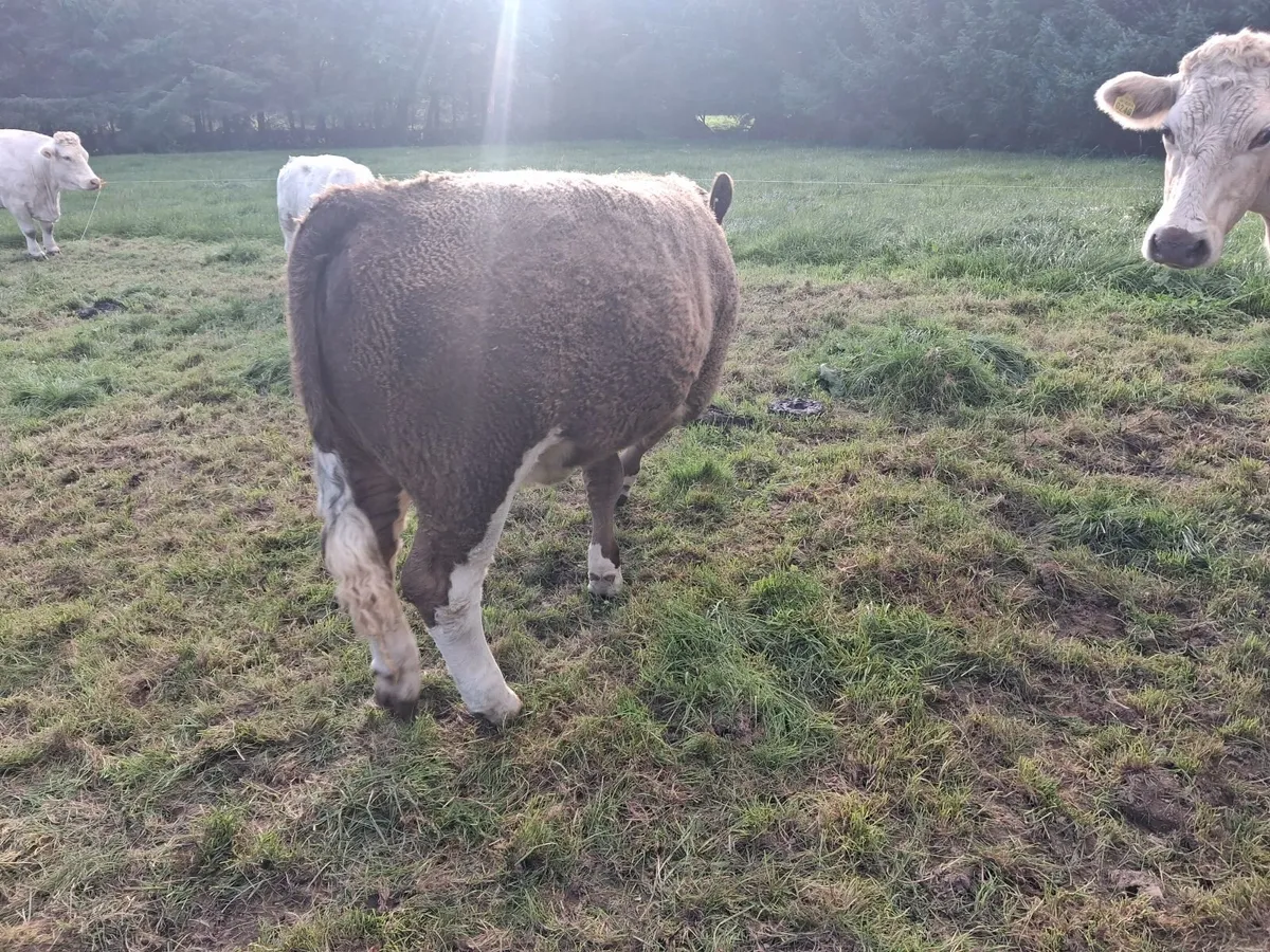 Nice 3 star Simental cow with 6 month old calf - Image 3