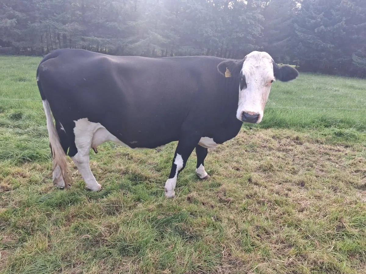 Nice 3 star Simental cow with 6 month old calf - Image 4