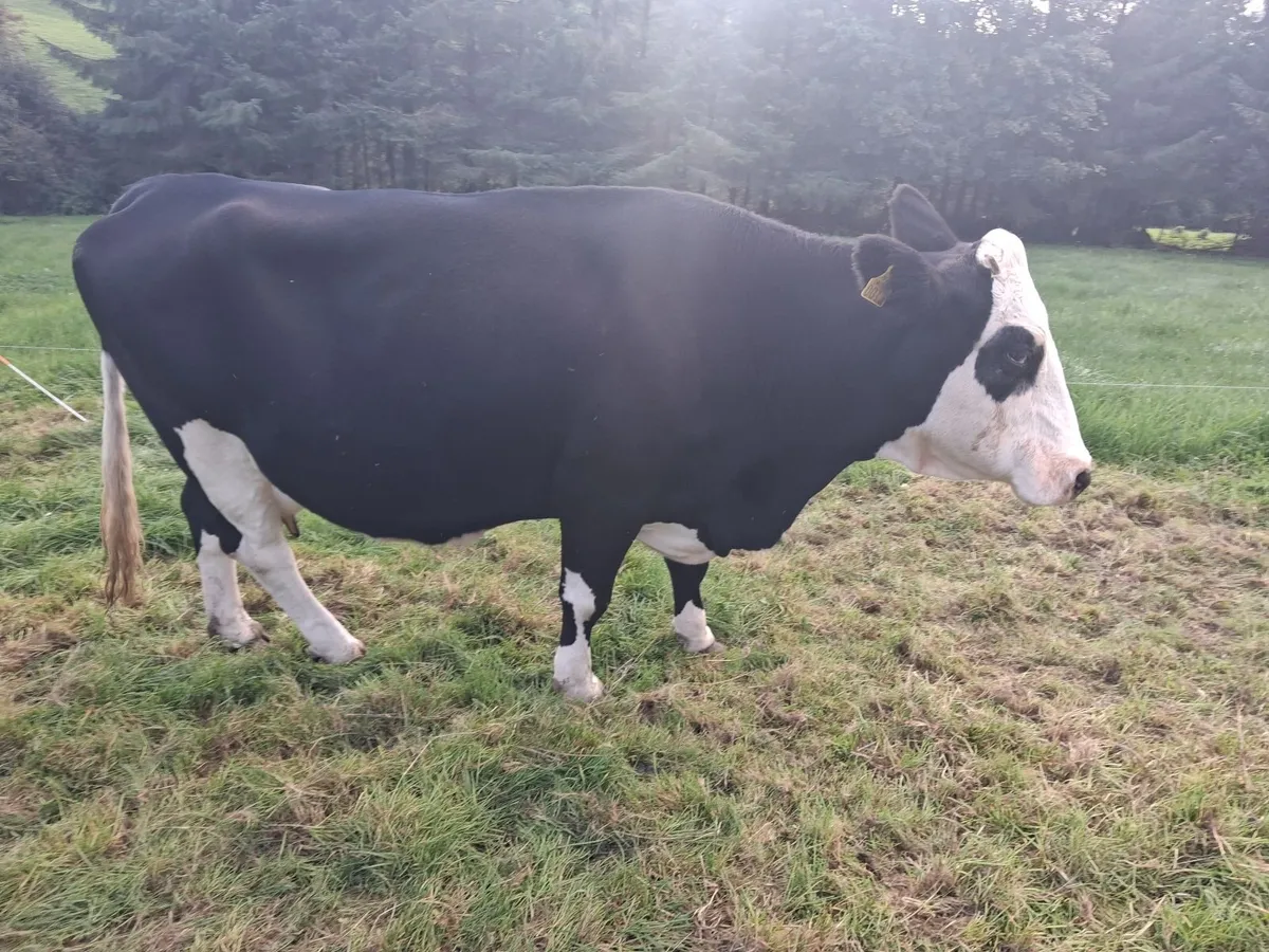 Nice 3 star Simental cow with 6 month old calf - Image 1