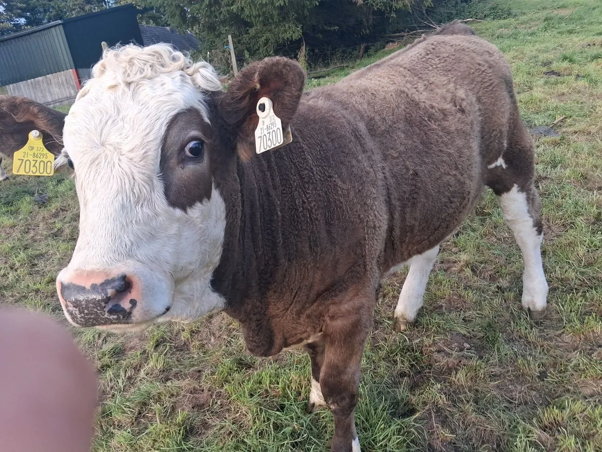 Nice 3 star Simental cow with 6 month old calf - Image 2