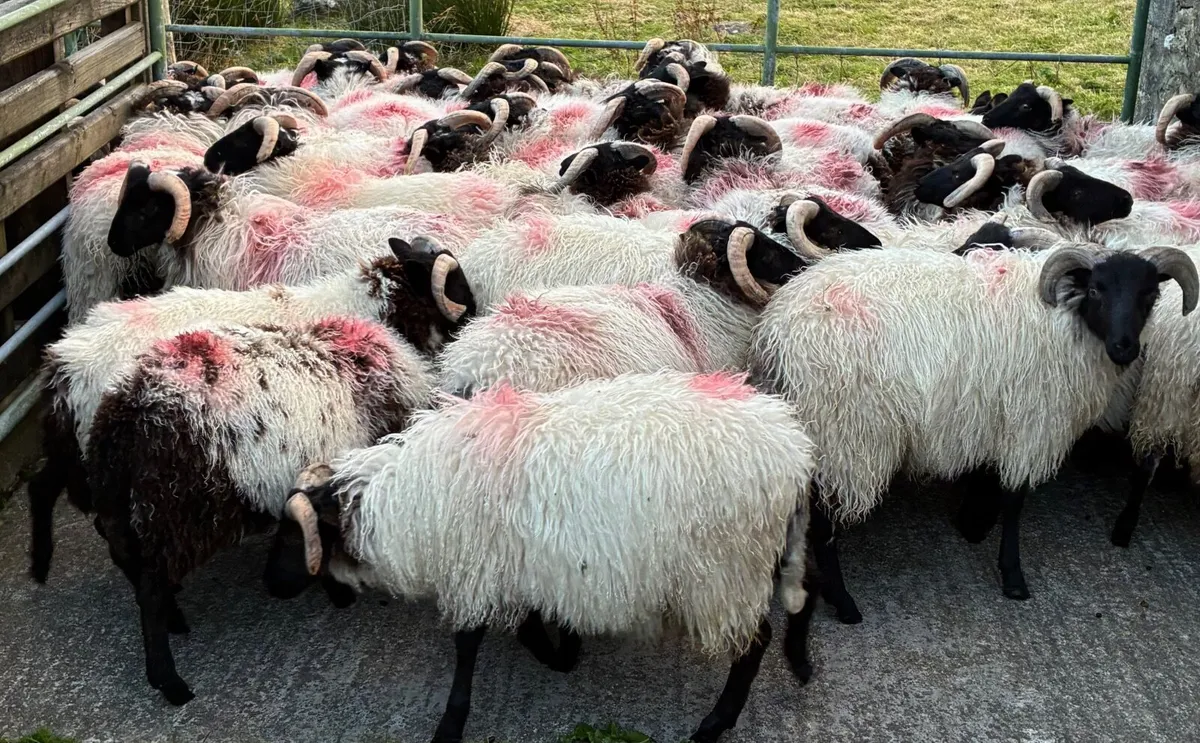 Blackface Ram Lambs - Image 2