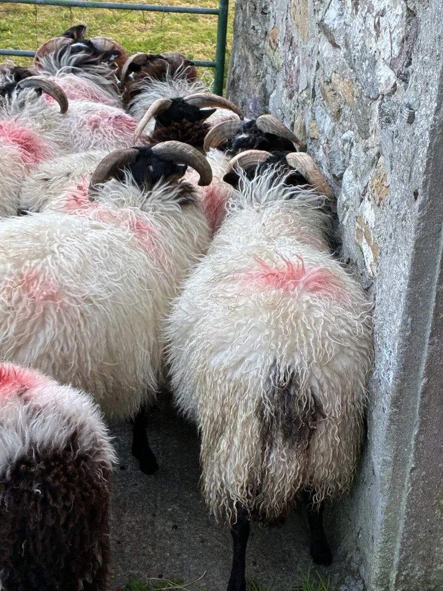 Blackface Ram Lambs - Image 3