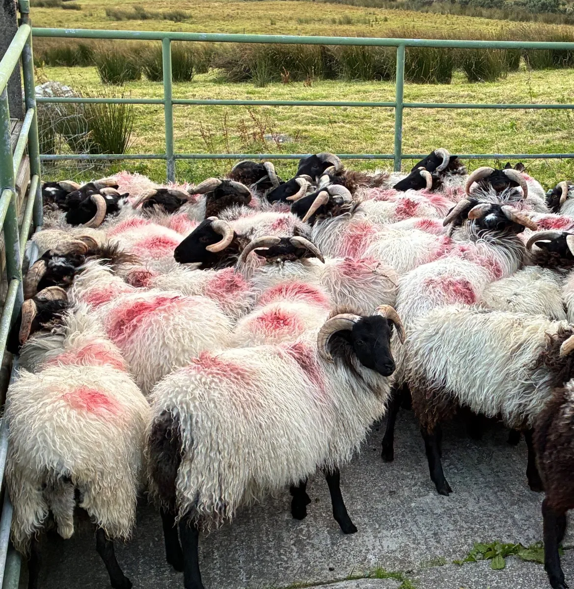 Blackface Ram Lambs - Image 1