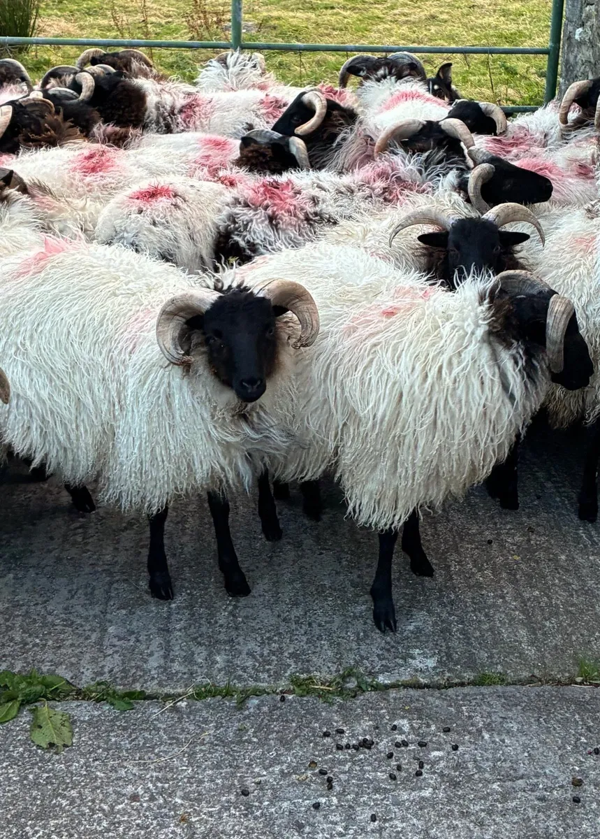 Blackface Ram Lambs - Image 4