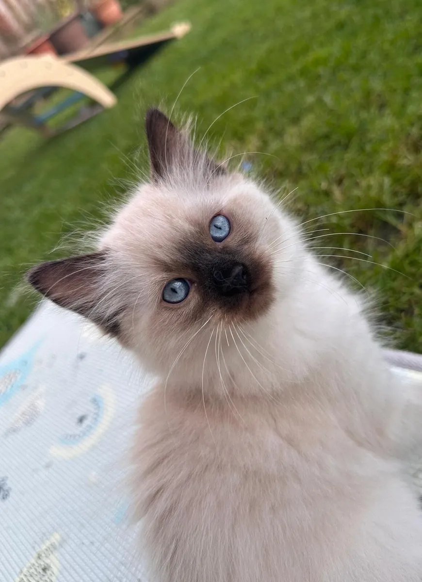 😻 Purebred Ragdoll Kittens😻only 3 left😻 - Image 1
