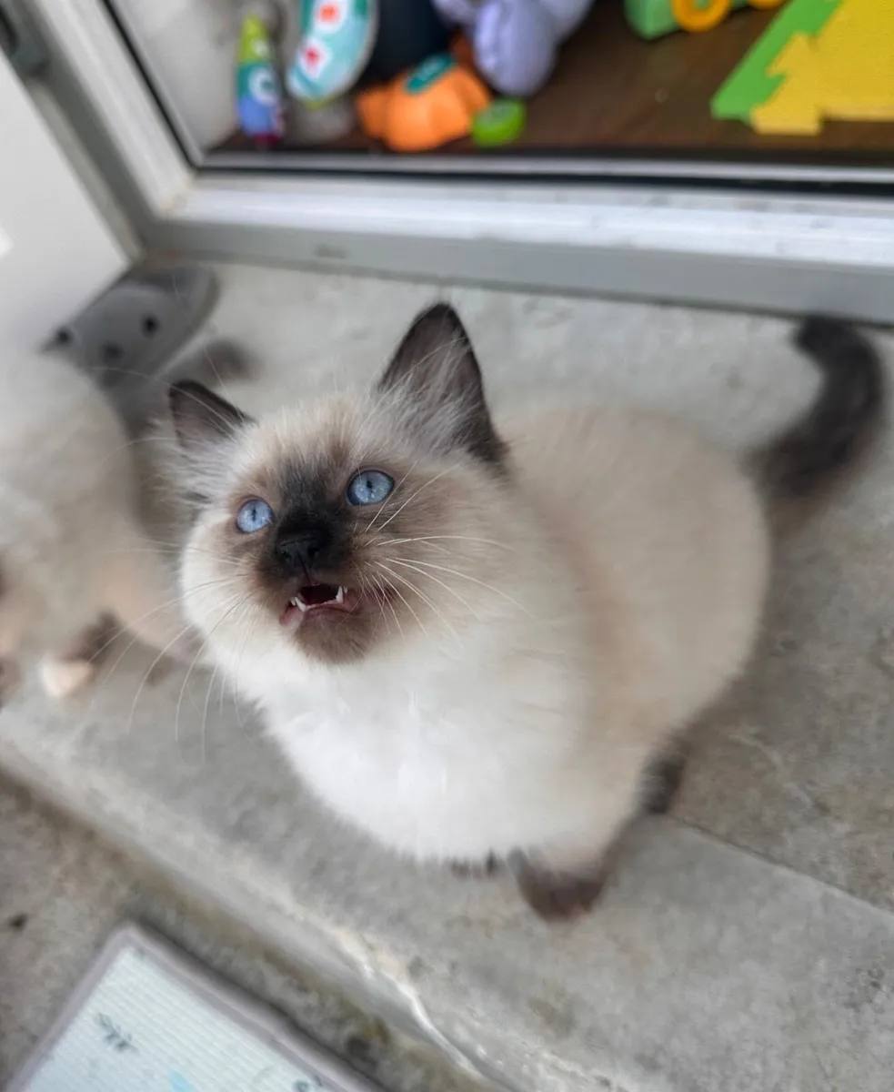 😻 Purebred Ragdoll Kittens😻only 3 left😻 - Image 2