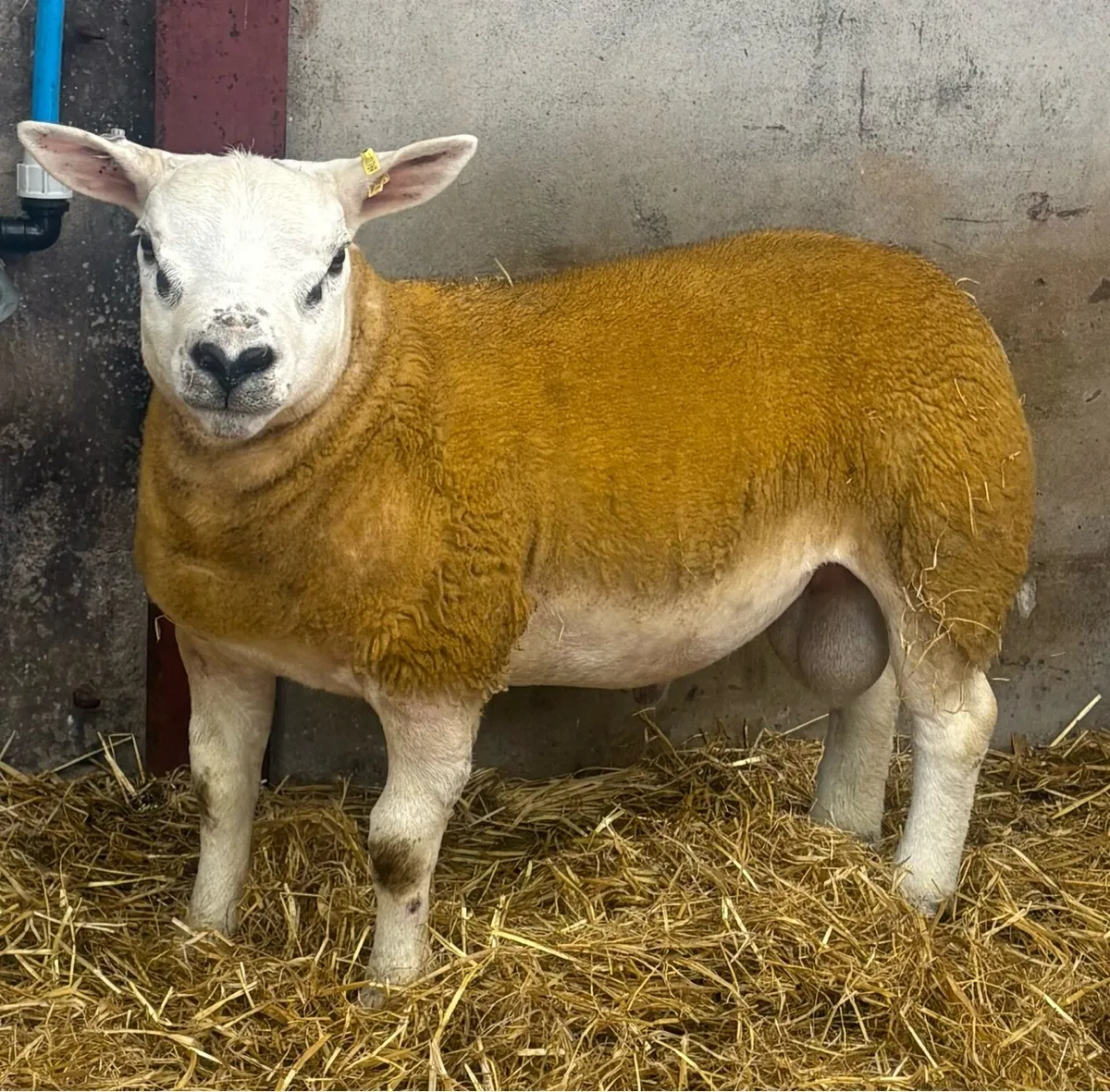 Texel Ram lamb - Image 1