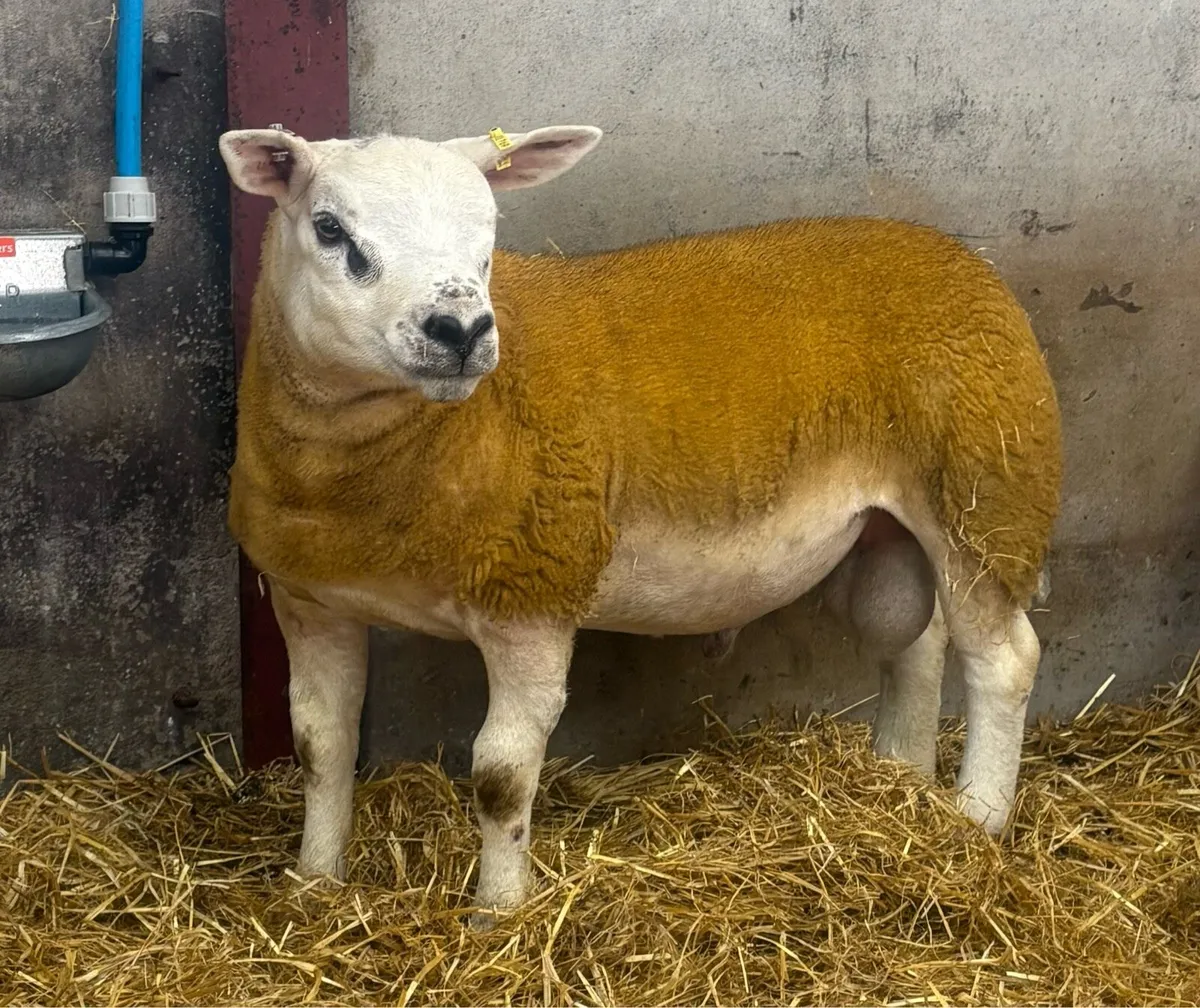 Texel Ram lamb - Image 3