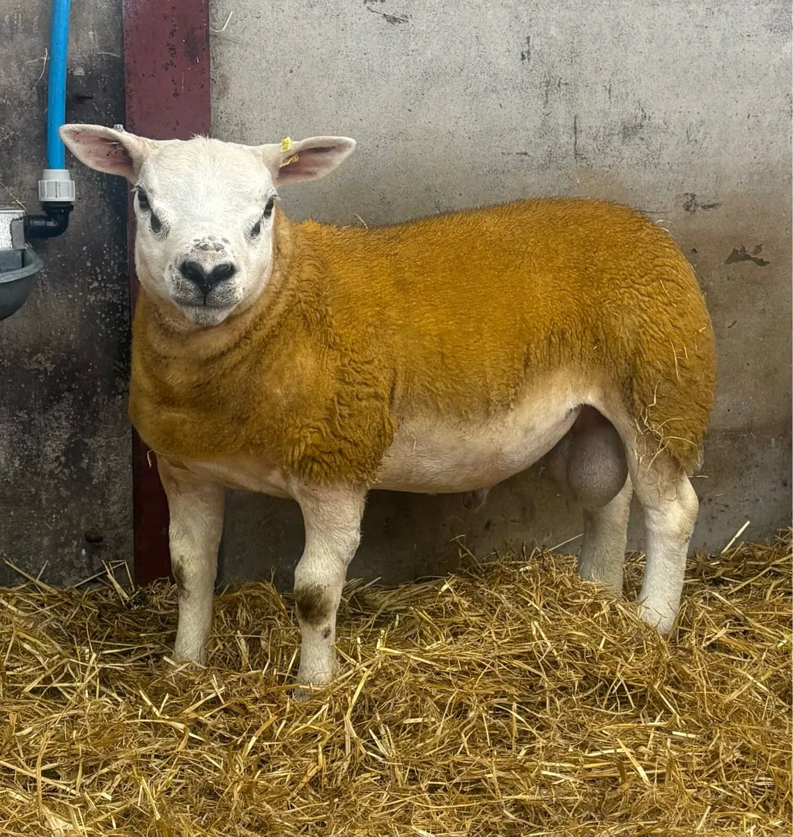Texel Ram lamb - Image 4