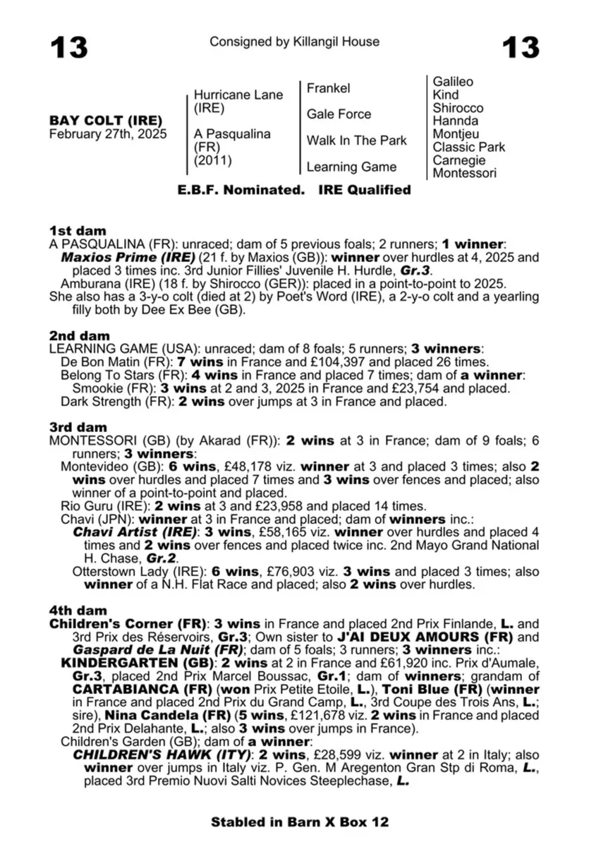 8yo Shirocco mare - Image 3