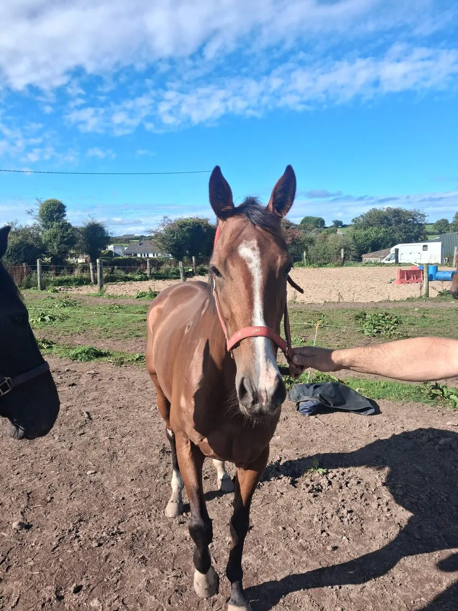 8yo Shirocco mare - Image 1