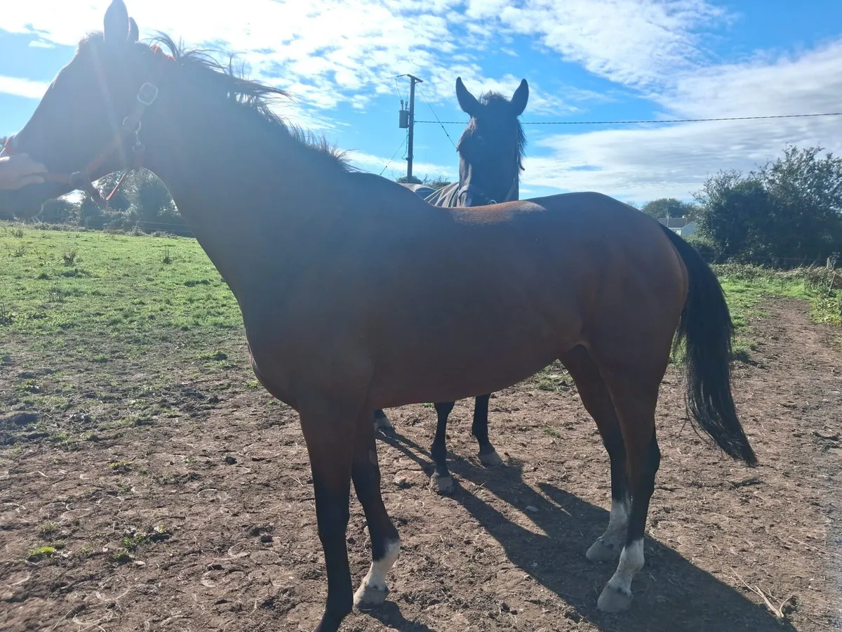 8yo Shirocco mare - Image 2