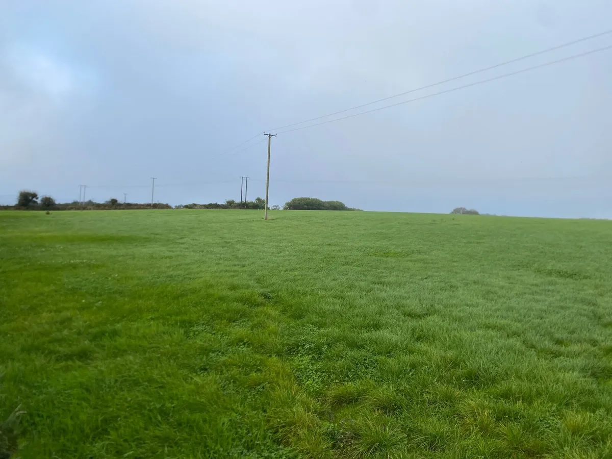 Grass - Image 4