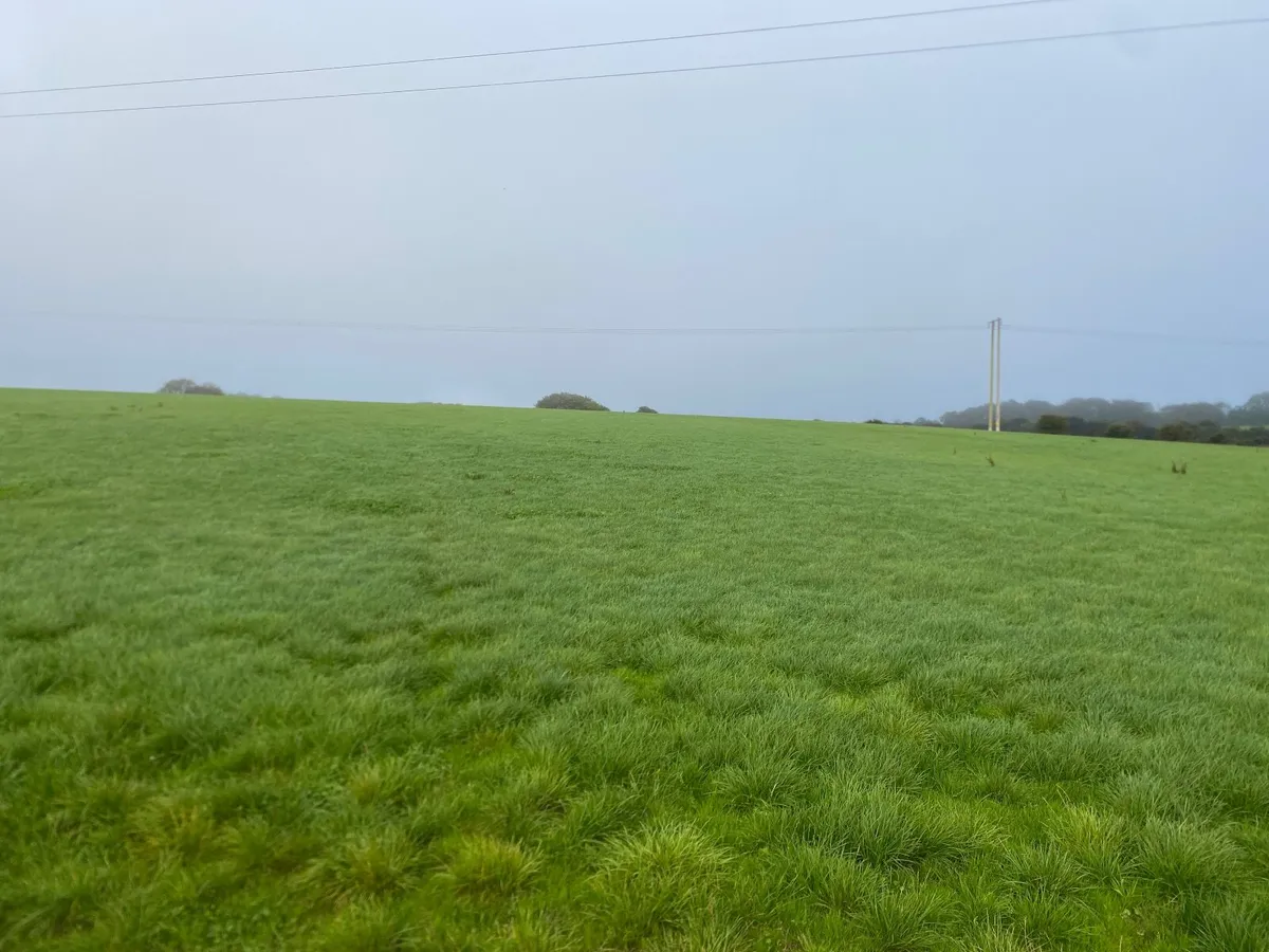 Grass - Image 2