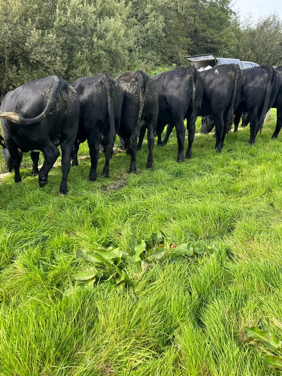 AA heifers - Image 1