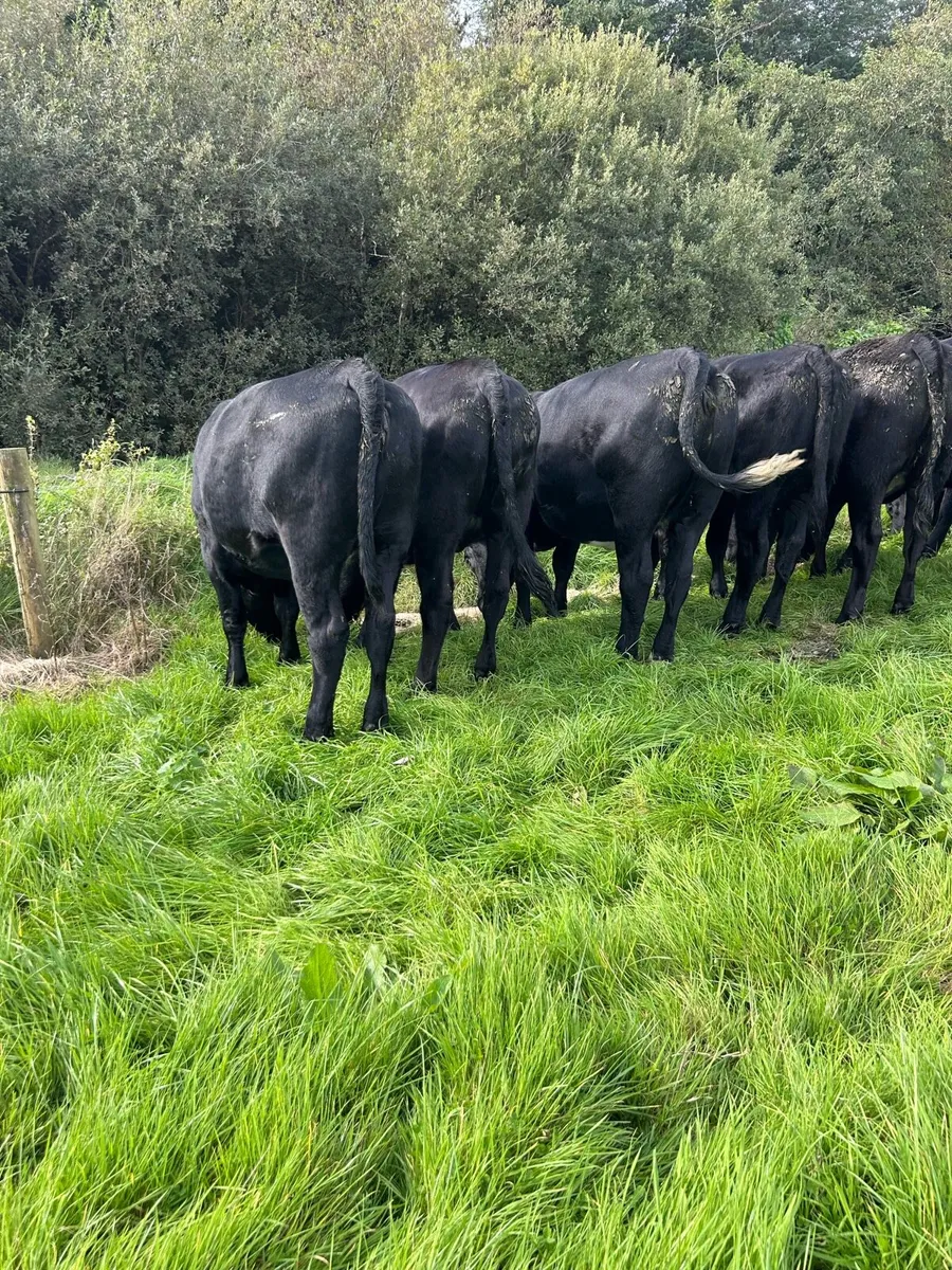 AA heifers - Image 2