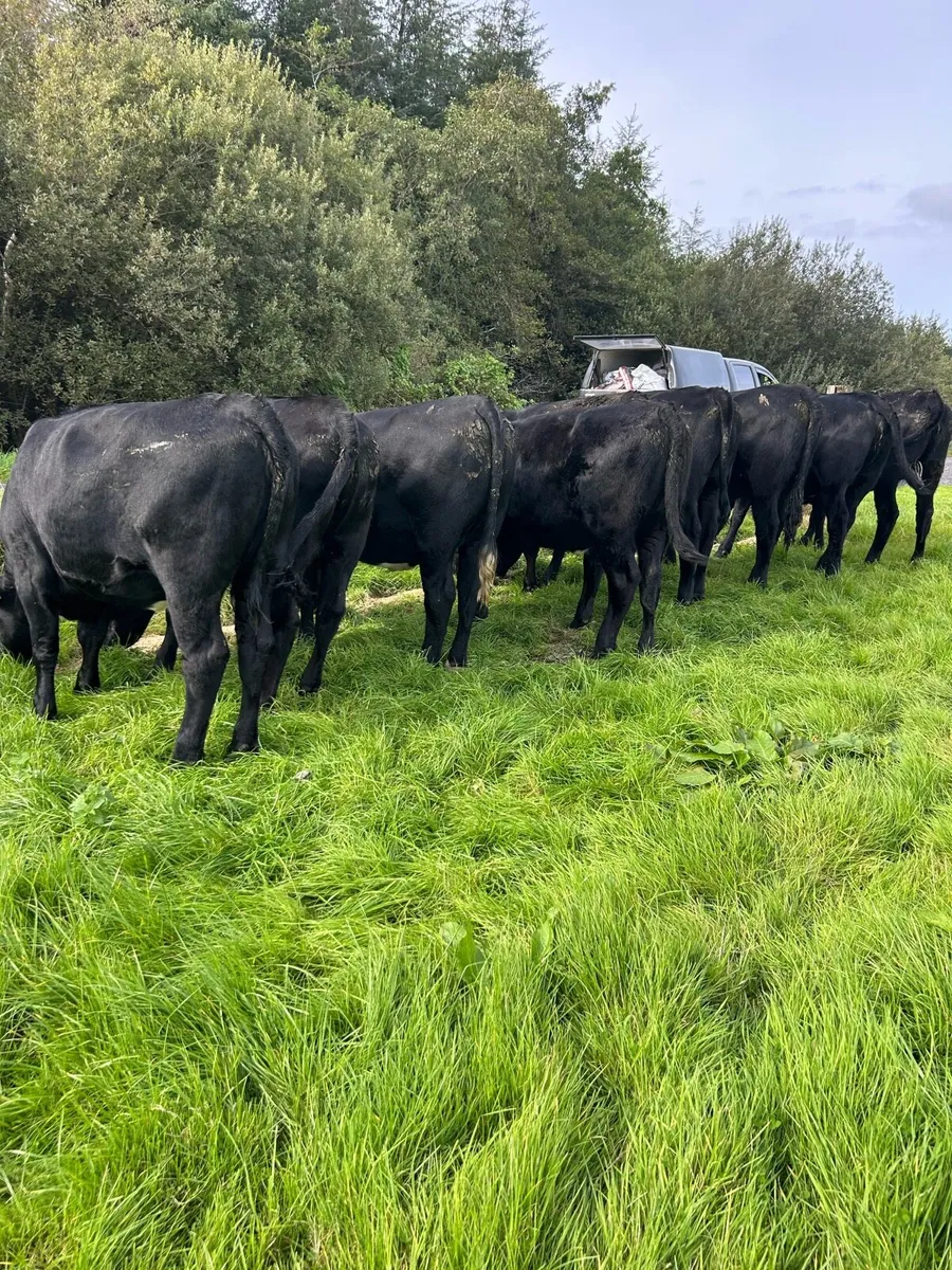 AA heifers - Image 3