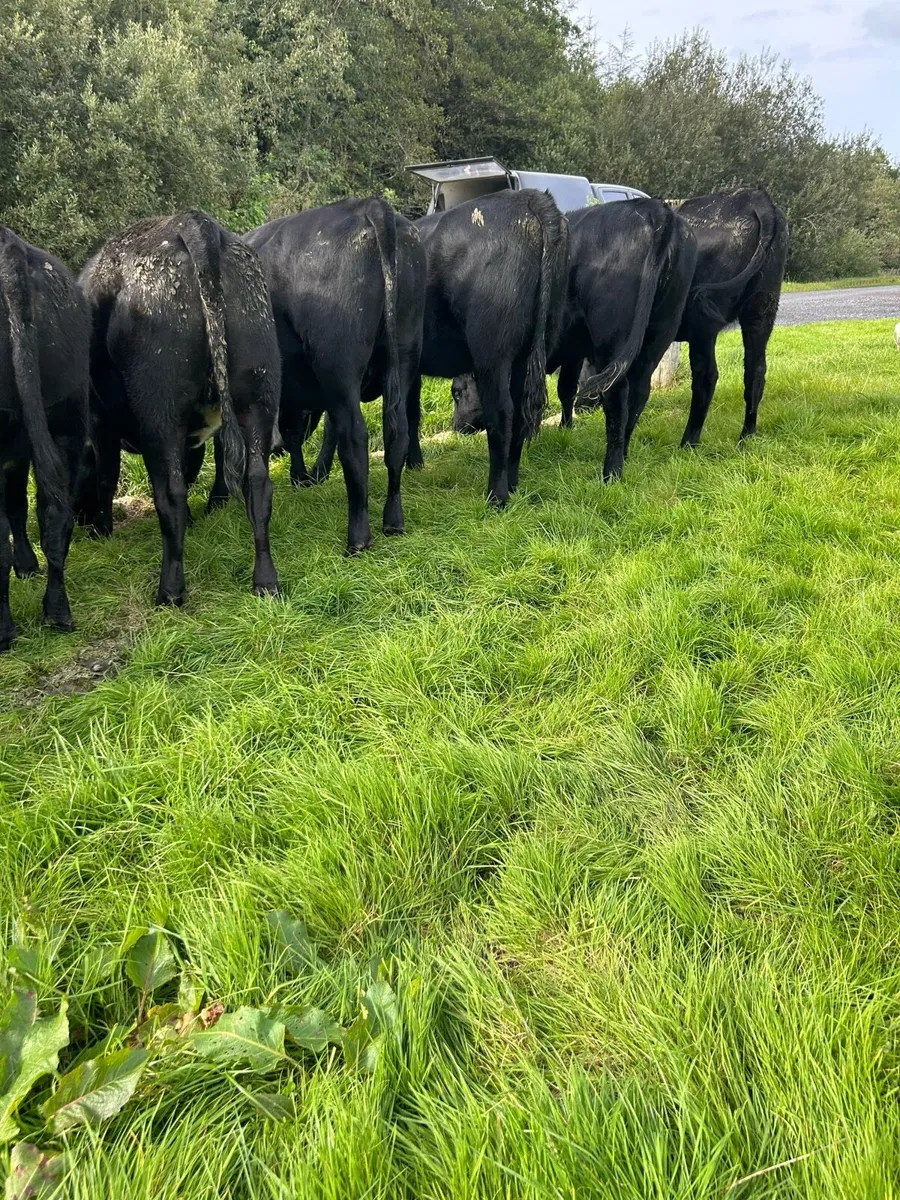 AA heifers - Image 4