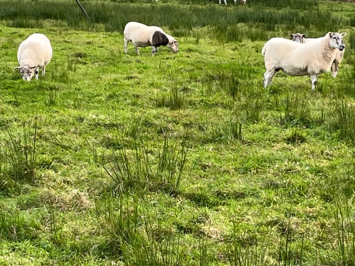 Sheep - Image 3