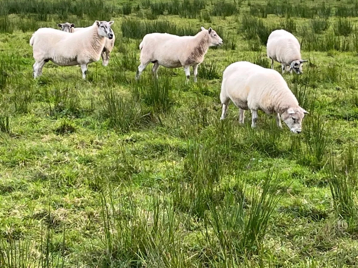 Sheep - Image 2