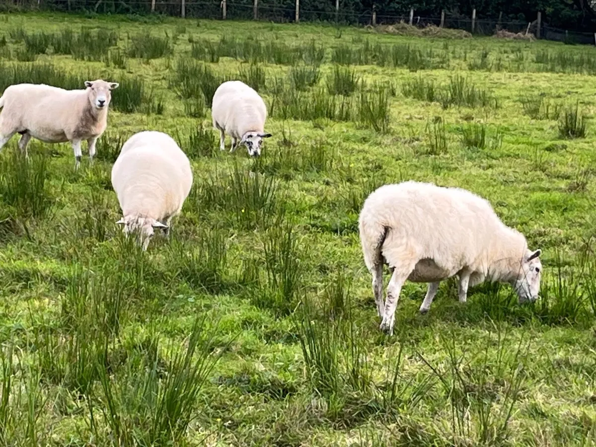 Sheep - Image 4