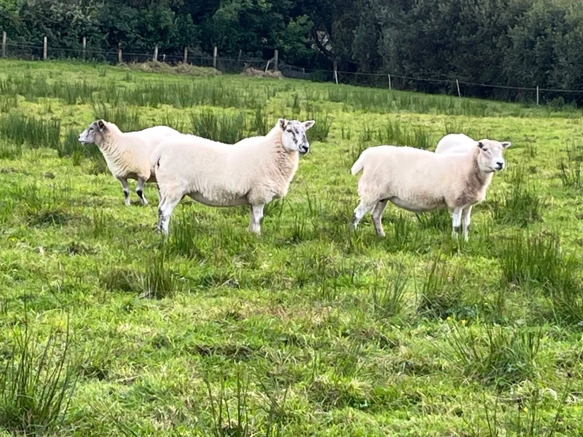 Sheep - Image 1
