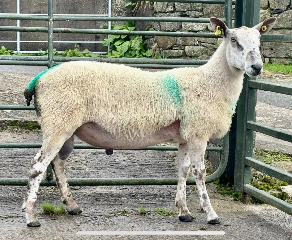 Bluefaced Leicester Ram - Image 1