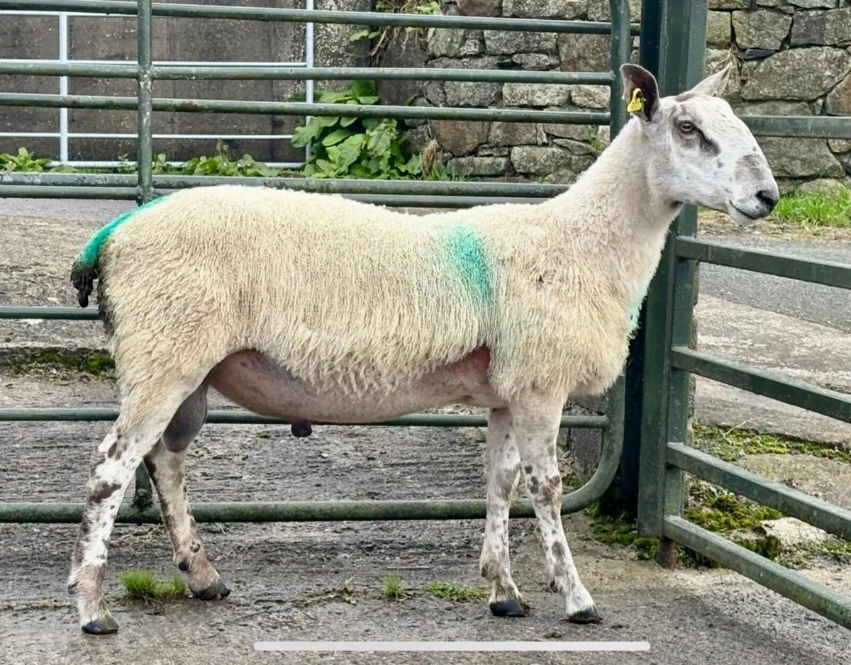 Bluefaced Leicester Ram - Image 2