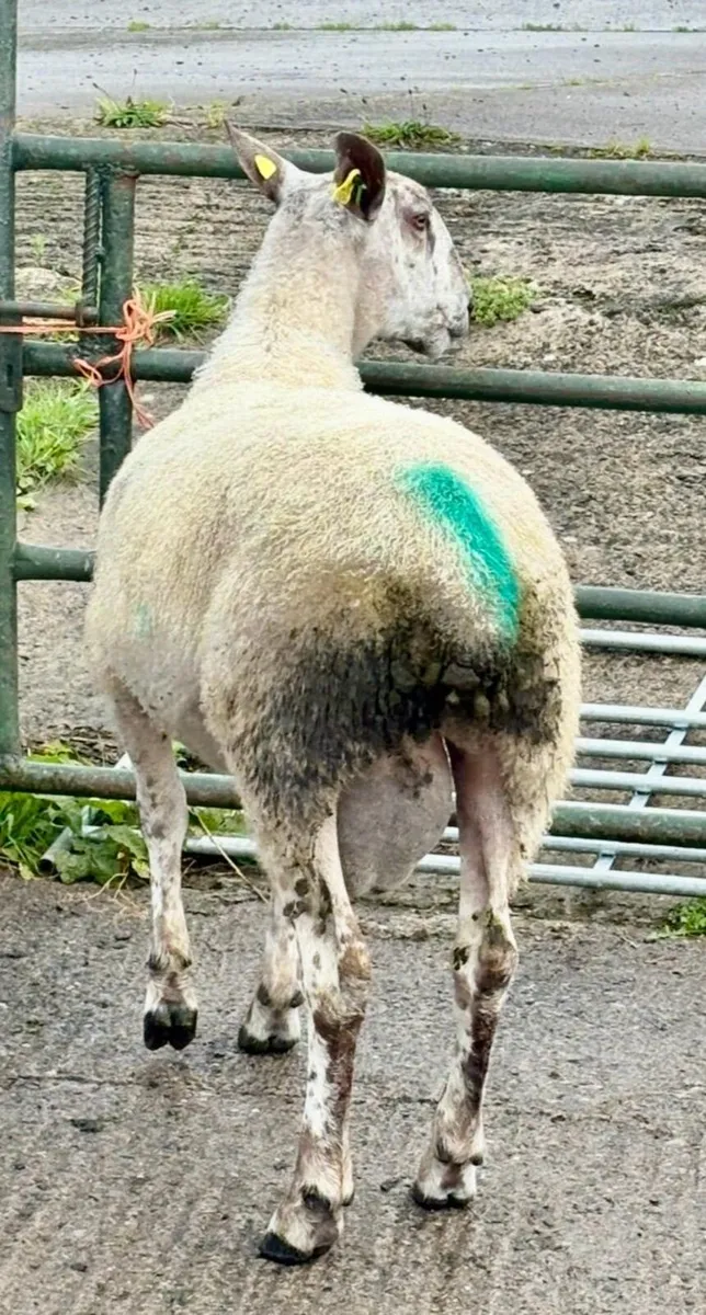 Bluefaced Leicester Ram - Image 3