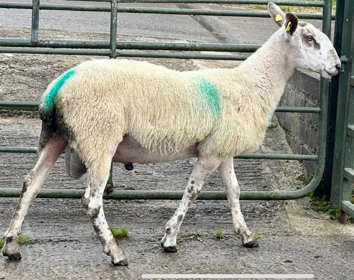 Bluefaced Leicester Ram - Image 4