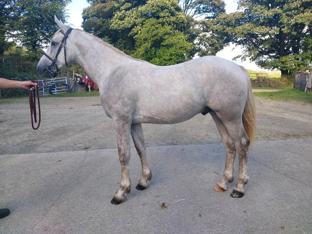 2 Horses for  Cavan Irish Draught Sales - Image 1