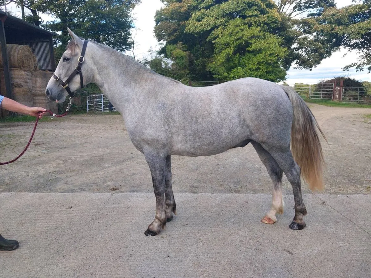 2 Horses for  Cavan Irish Draught Sales - Image 2