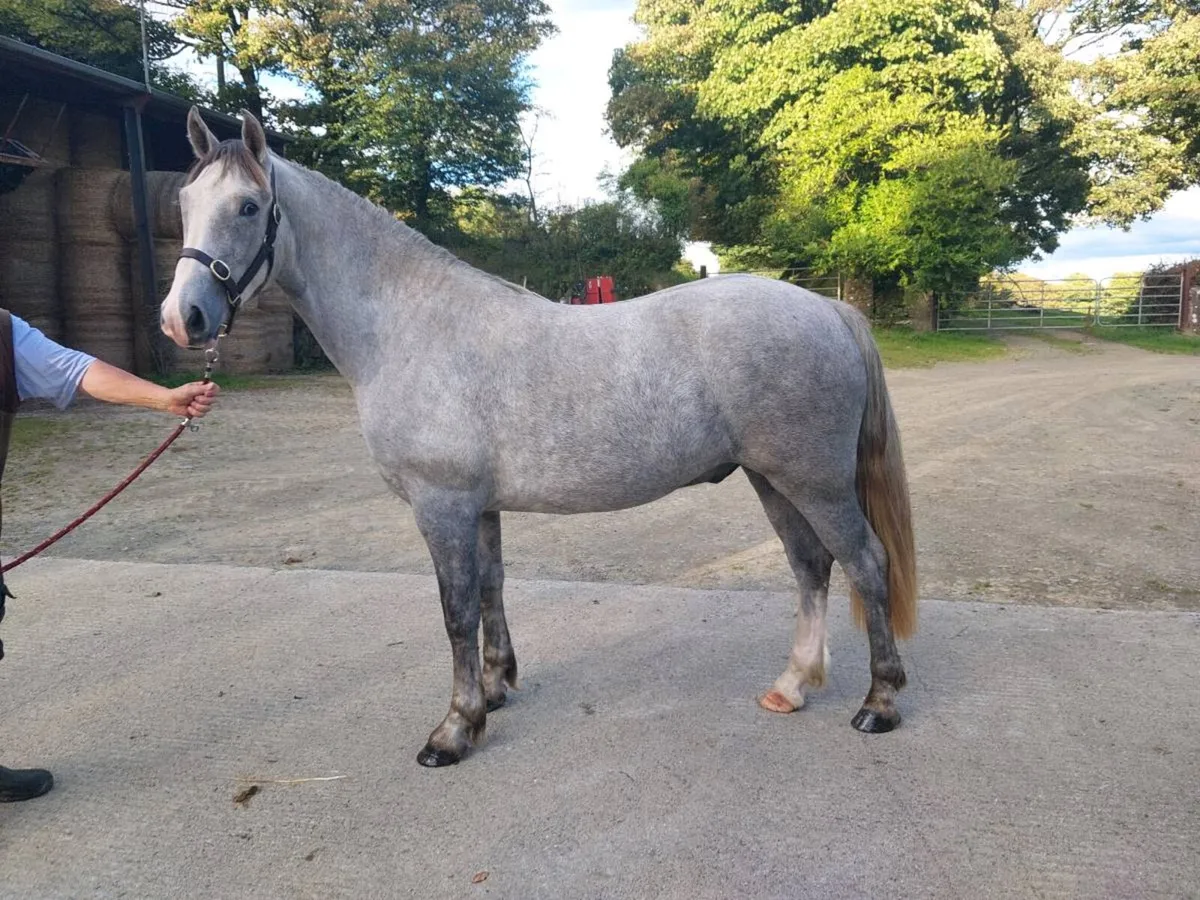 2 Horses for  Cavan Irish Draught Sales - Image 4