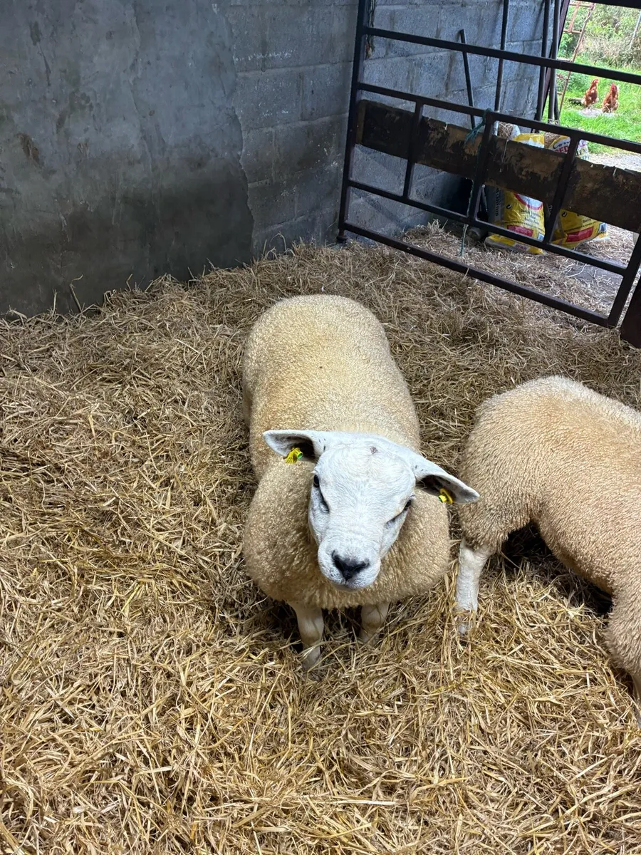 Rams - Image 4