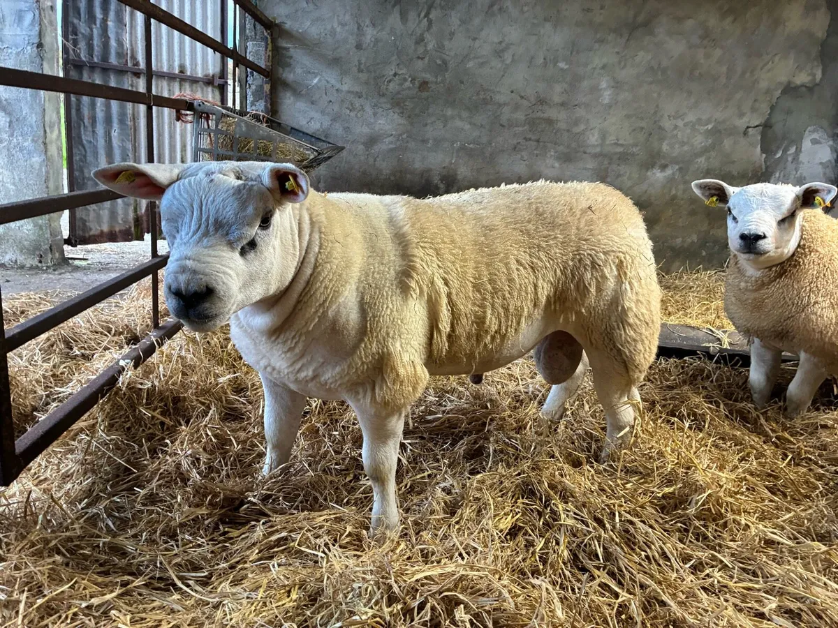Rams - Image 2