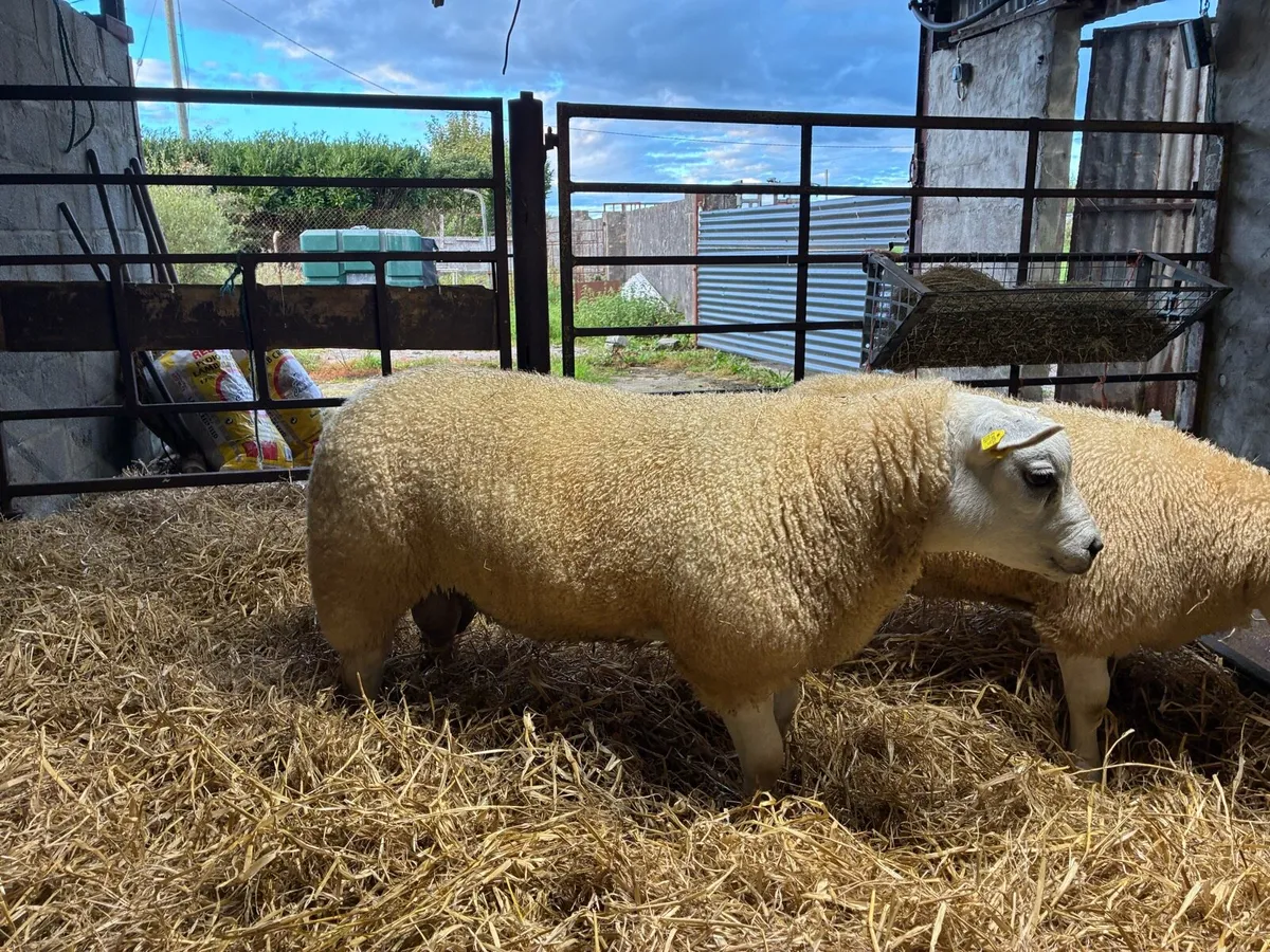 Rams - Image 3