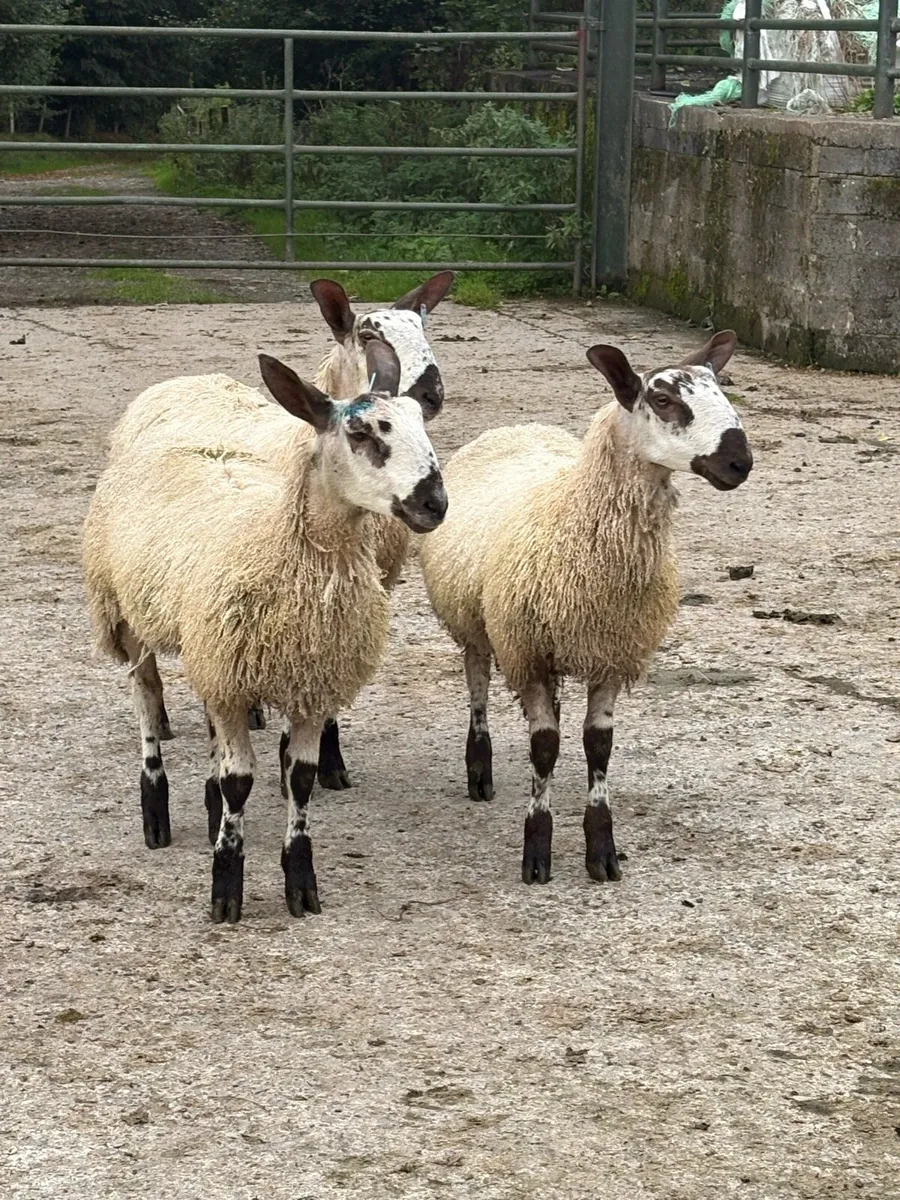 Bluefaced Leicester Females for Sale - Image 2